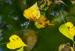 Fall Leaves, Yuba River near Donner Summit, California